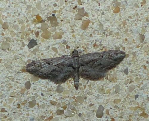 Eupithecia sp.